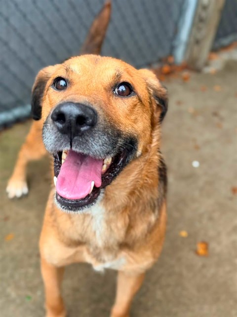 Rold Gold, adoptable German Shepherd Dog at Chicago Animal Care and Control