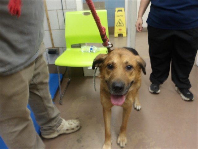 German Shepherd Dog at Chicago Animal Care and Control