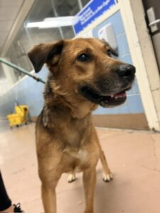 Rold Gold, adoptable German Shepherd Dog at Chicago Animal Care and Control