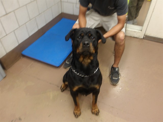 Rottweiler at Chicago Animal Care and Control