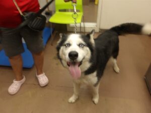 Parra, adoptable dog at Chicago Animal Care and Control
