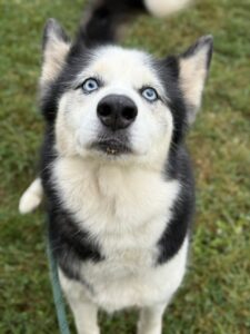 Parisha, adoptable dog at Chicago Animal Care and Control