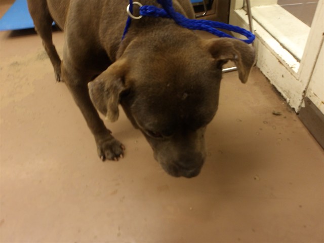 American Pit Bull Terrier at Chicago Animal Care and Control