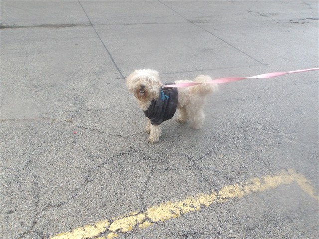 Poodle at Chicago Animal Care and Control