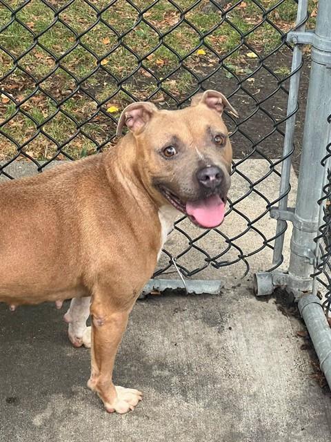 Dianella, adoptable American Pit Bull Terrier at Chicago Animal Care and Control