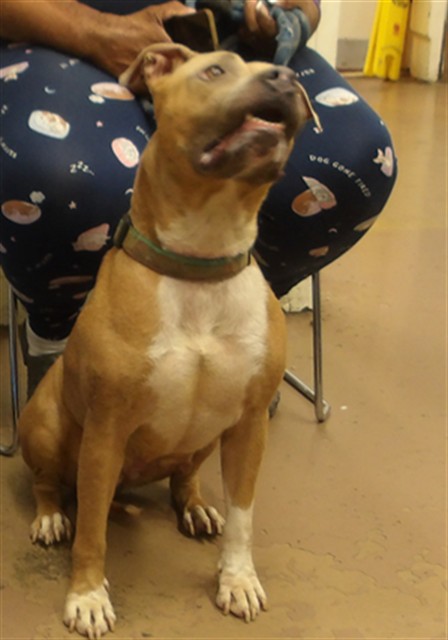 American Pit Bull Terrier at Chicago Animal Care and Control