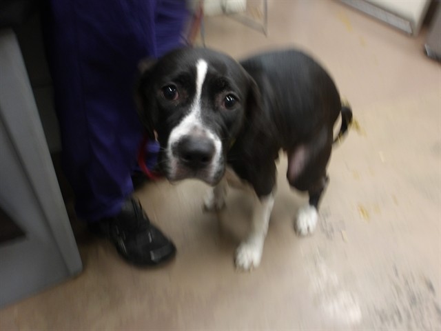 American Pit Bull Terrier at Chicago Animal Care and Control