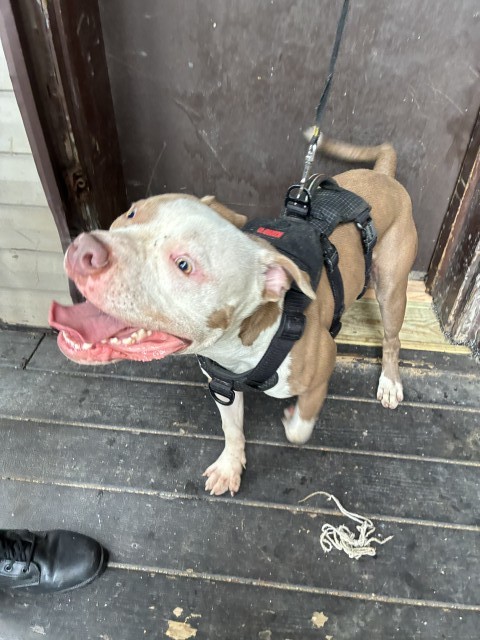 American Pit Bull Terrier at Chicago Animal Care and Control — photo 1