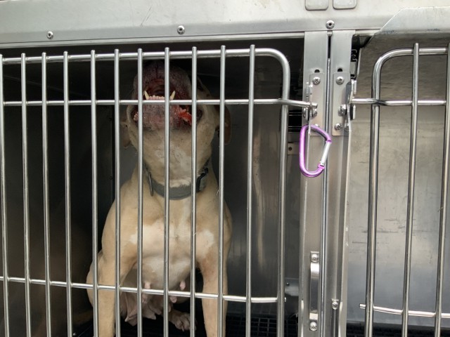 American Pit Bull Terrier at Chicago Animal Care and Control