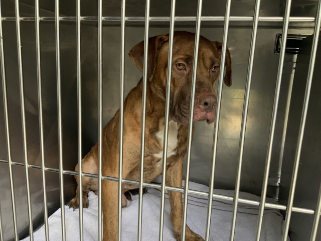 American Pit Bull Terrier at Chicago Animal Care and Control