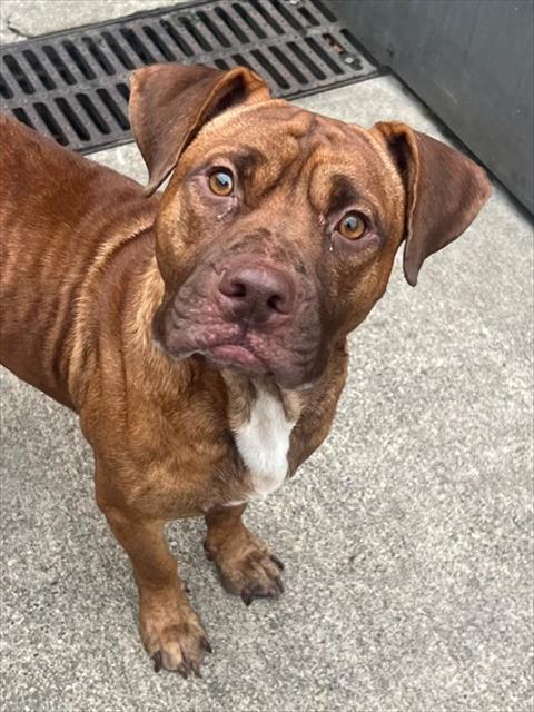 Elrod, adoptable American Pit Bull Terrier at Chicago Animal Care and Control