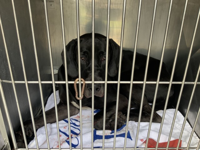 Great Dane / Labrador Retriever at Chicago Animal Care and Control