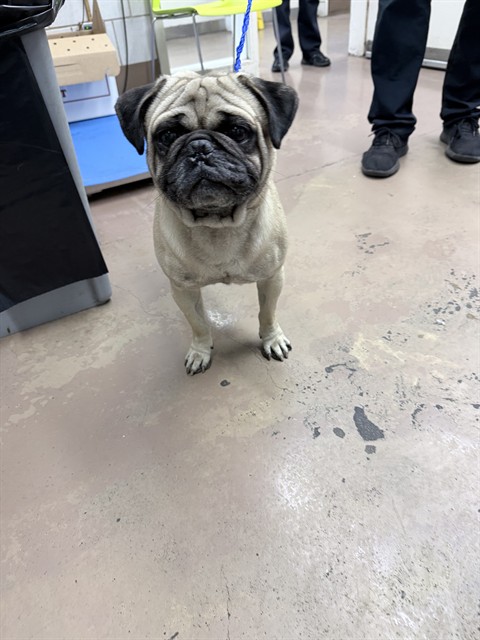 Pug at Chicago Animal Care and Control