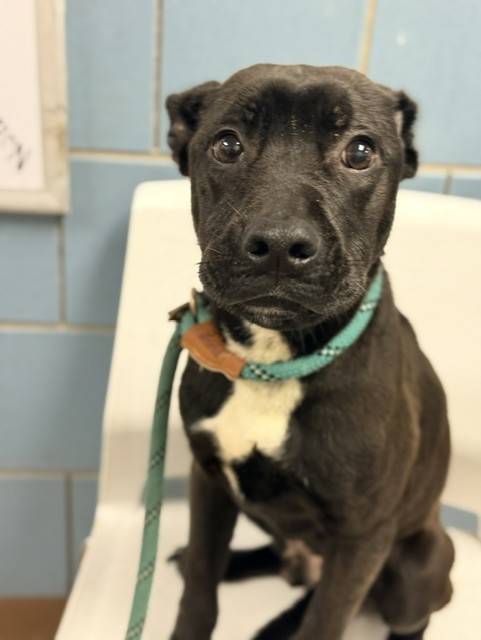 Charcoal at Chicago Animal Care and Control