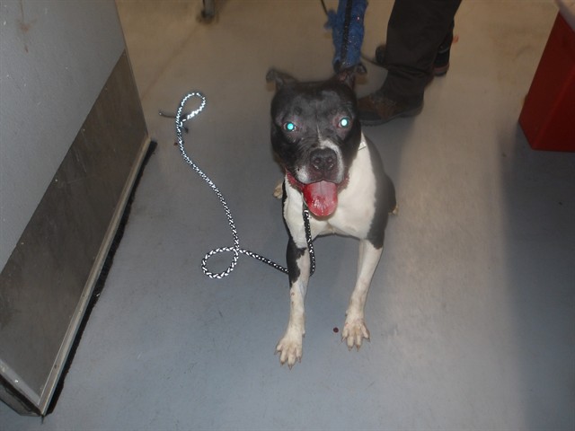 American Pit Bull Terrier at Chicago Animal Care and Control