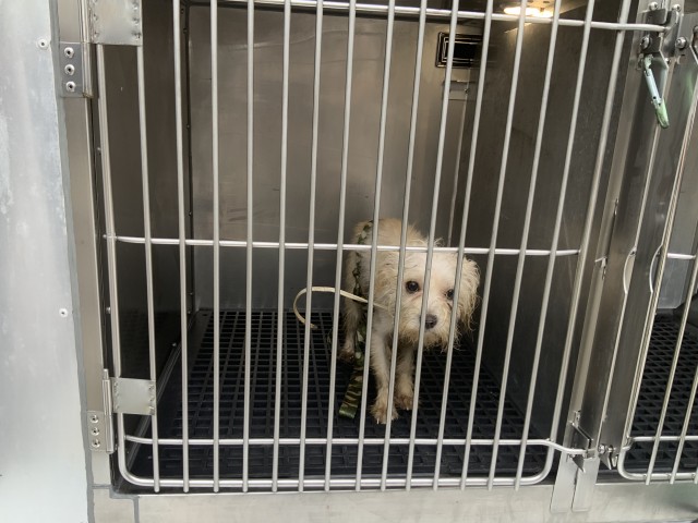 Dog A321021 at Chicago Animal Care and Control