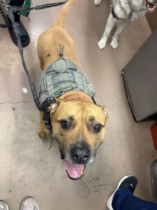 Atomic, adoptable American Pit Bull Terrier at Chicago Animal Care and Control