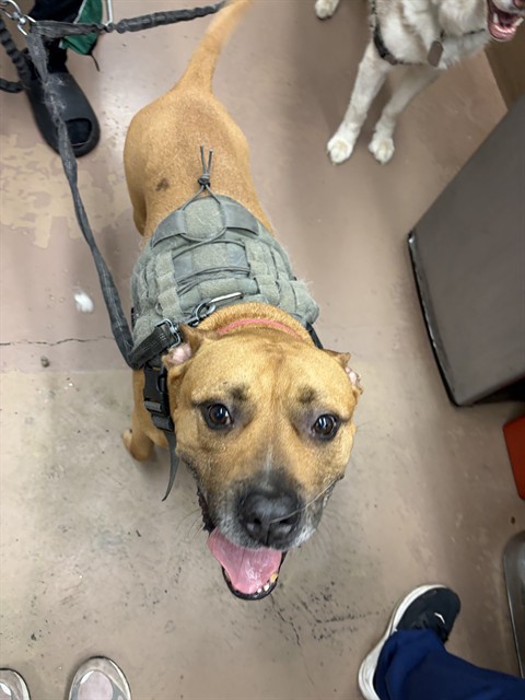 Atomic at Chicago Animal Care and Control