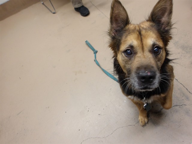 German Shepherd Dog at Chicago Animal Care and Control