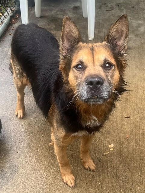 Lawrence, adoptable German Shepherd Dog at Chicago Animal Care and Control