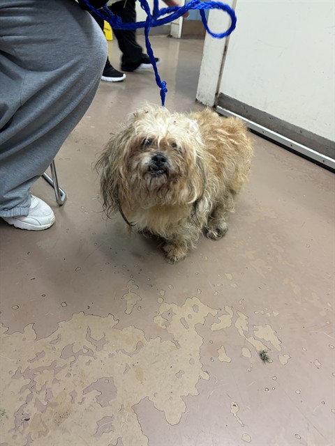 Dog A321045 at Chicago Animal Care and Control