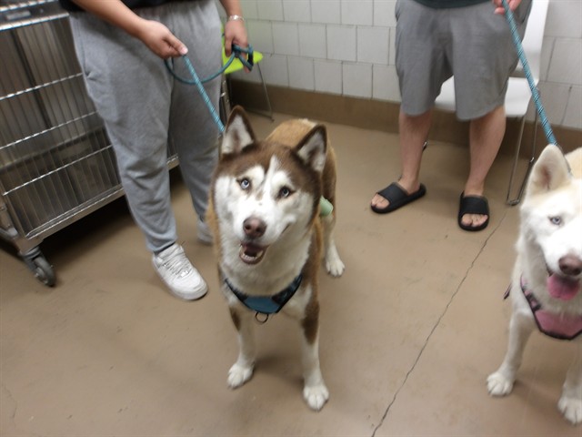 Bandit at Chicago Animal Care and Control