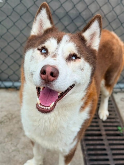 Brando, adoptable dog at Chicago Animal Care and Control