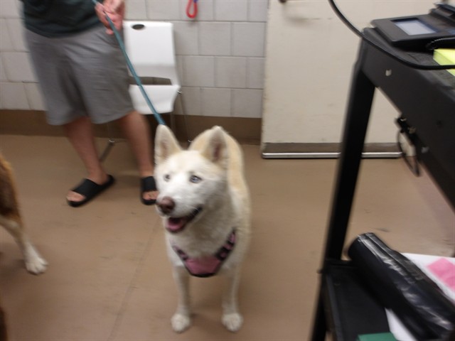 Luna at Chicago Animal Care and Control