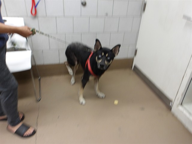 Dog A321052 at Chicago Animal Care and Control
