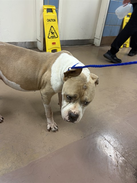 American Pit Bull Terrier at Chicago Animal Care and Control