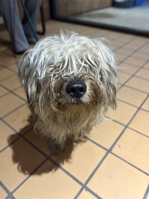Yorkshire Terrier at Chicago Animal Care and Control