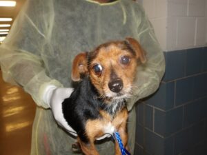 Bean, adoptable Chihuahua at Chicago Animal Care and Control