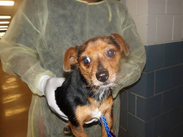 Bean at Chicago Animal Care and Control