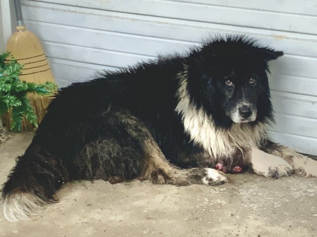 Border Collie at Chicago Animal Care and Control