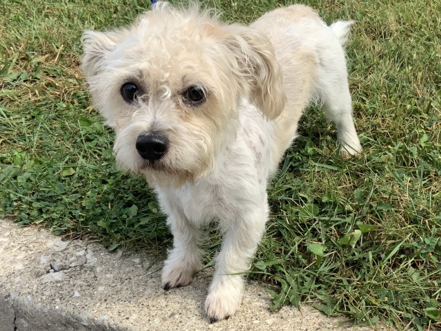Shih Tzu at Chicago Animal Care and Control