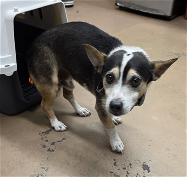 Chihuahua at Chicago Animal Care and Control