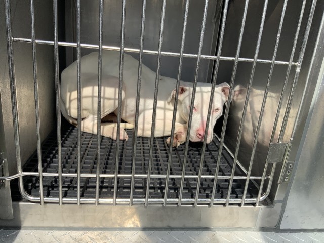 American Pit Bull Terrier / Bull Terrier / Labrador Retriever at Chicago Animal Care and Control