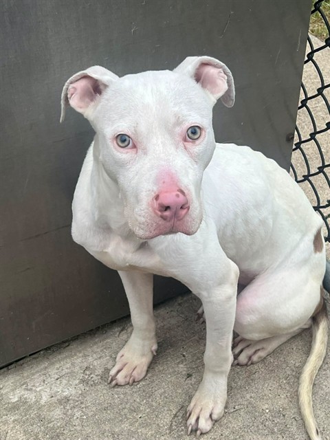 Denton, adoptable American Pit Bull Terrier / Bull Terrier / Labrador Retriever at Chicago Animal Care and Control