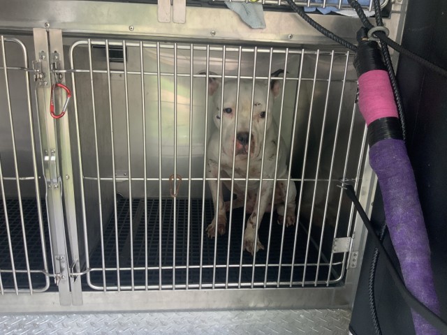 American Pit Bull Terrier at Chicago Animal Care and Control