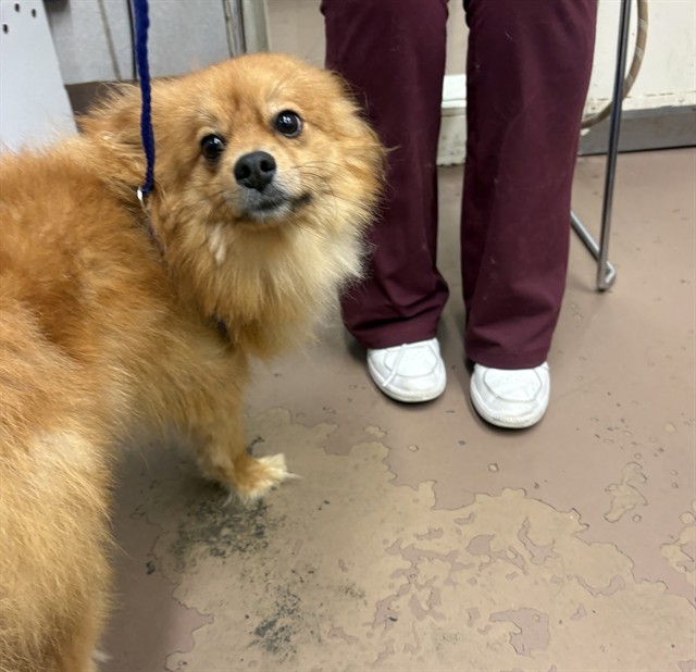 Pomeranian at Chicago Animal Care and Control
