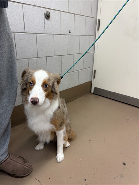 Australian Cattle Dog at Chicago Animal Care and Control