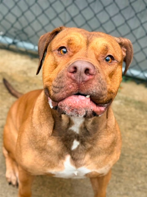 Pamplemousse, adoptable American Bulldog / Bulldog at Chicago Animal Care and Control