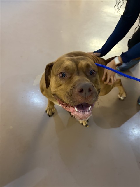 American Bulldog / Bulldog at Chicago Animal Care and Control