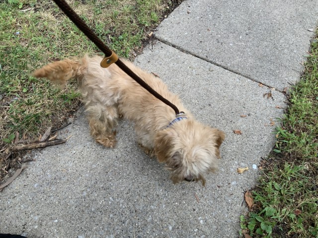 Dog A321137 at Chicago Animal Care and Control