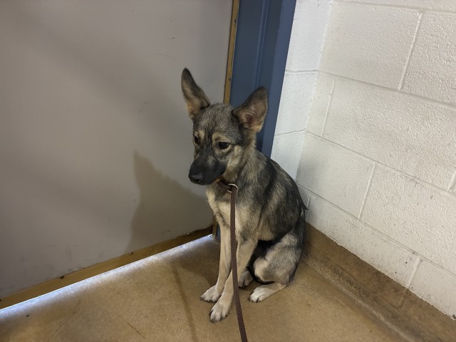 German Shepherd Dog / Siberian Husky at Chicago Animal Care and Control
