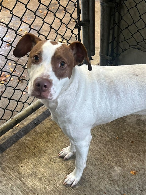 Kylie, adoptable American Pit Bull Terrier at Chicago Animal Care and Control