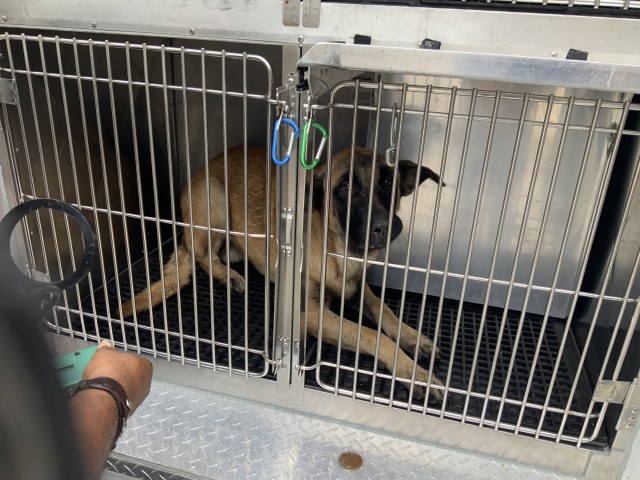 German Shepherd Dog at Chicago Animal Care and Control