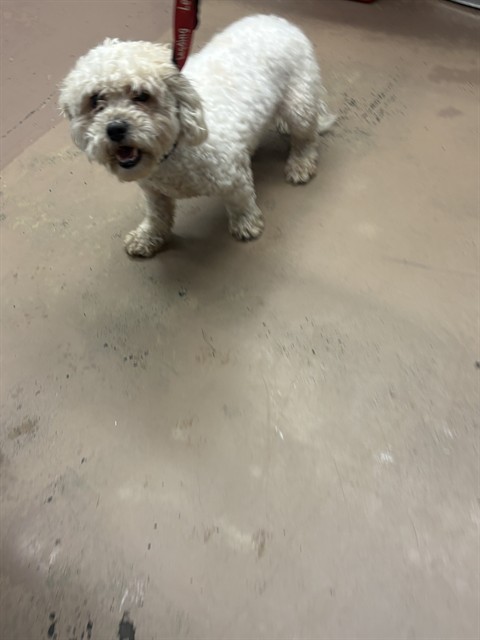 Dog A321183 at Chicago Animal Care and Control