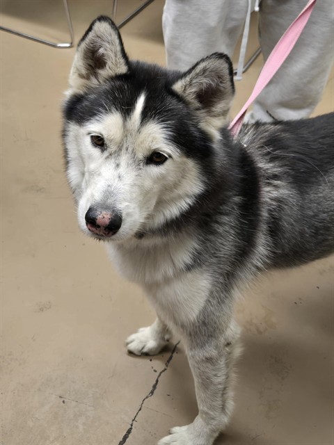 Dog A321189 at Chicago Animal Care and Control