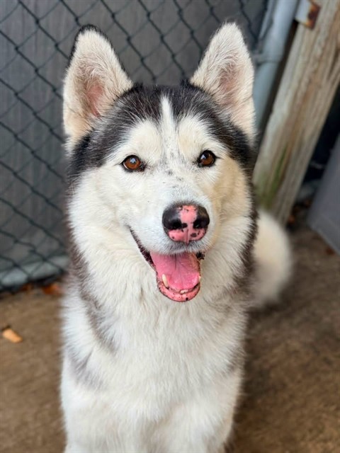 Soiree, adoptable dog at Chicago Animal Care and Control